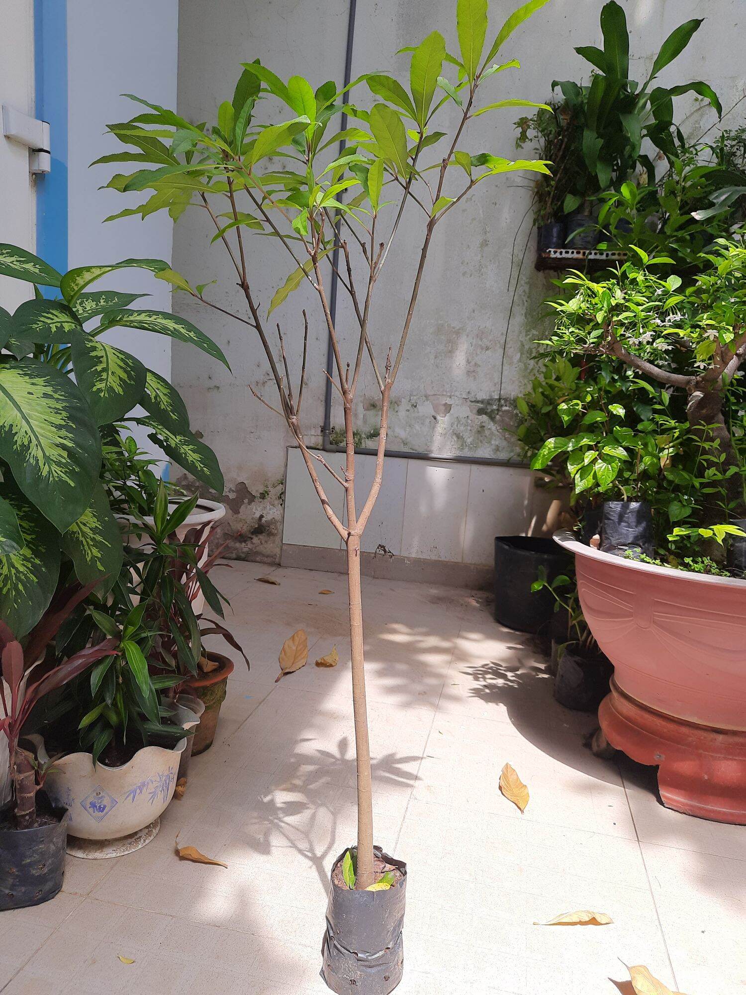 Cây giống lộc vừng hoa đỏ, cao 1m