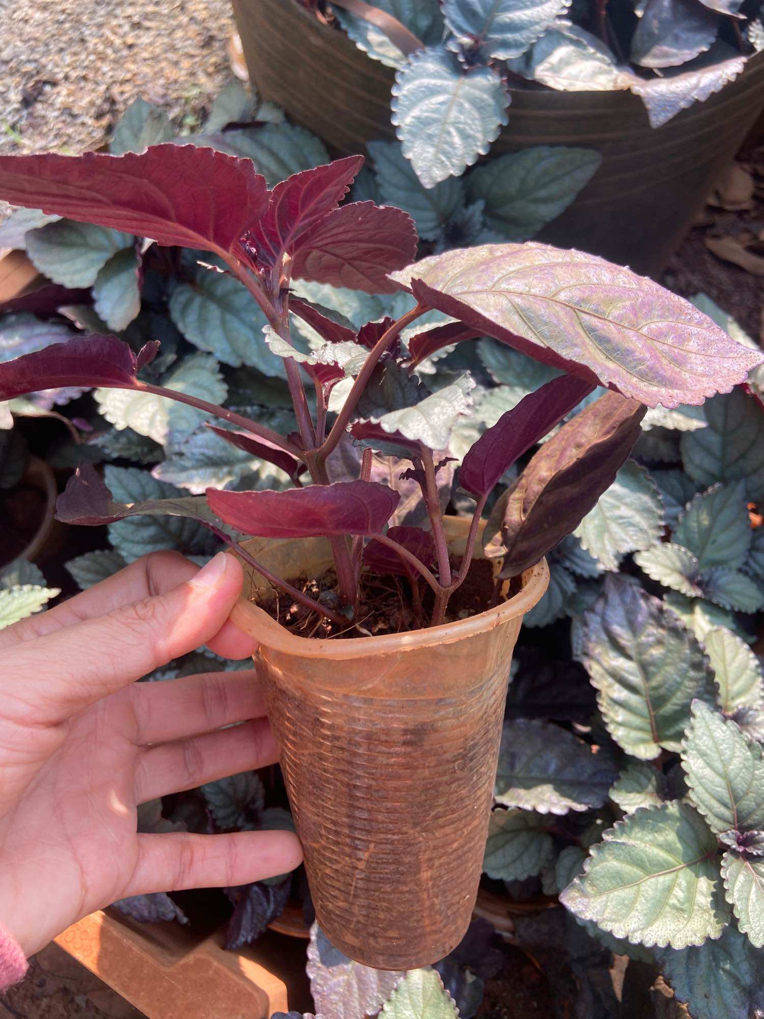 Cây trà ô long (trà dr thanh, bán tự cảnh)