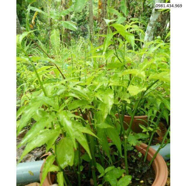 Cây giống xương khỉ, cây bìm bịp . lh 0975449688
