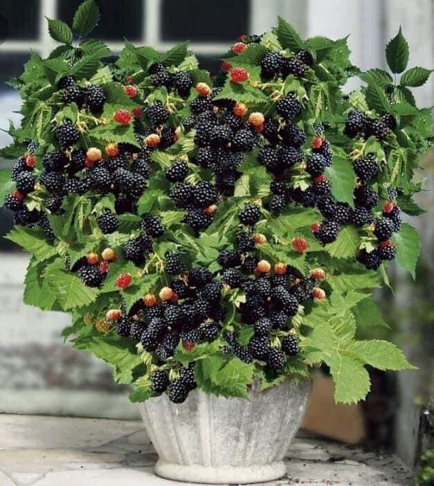 Cây giống mâm xôi(1 bầu giống 20cm)