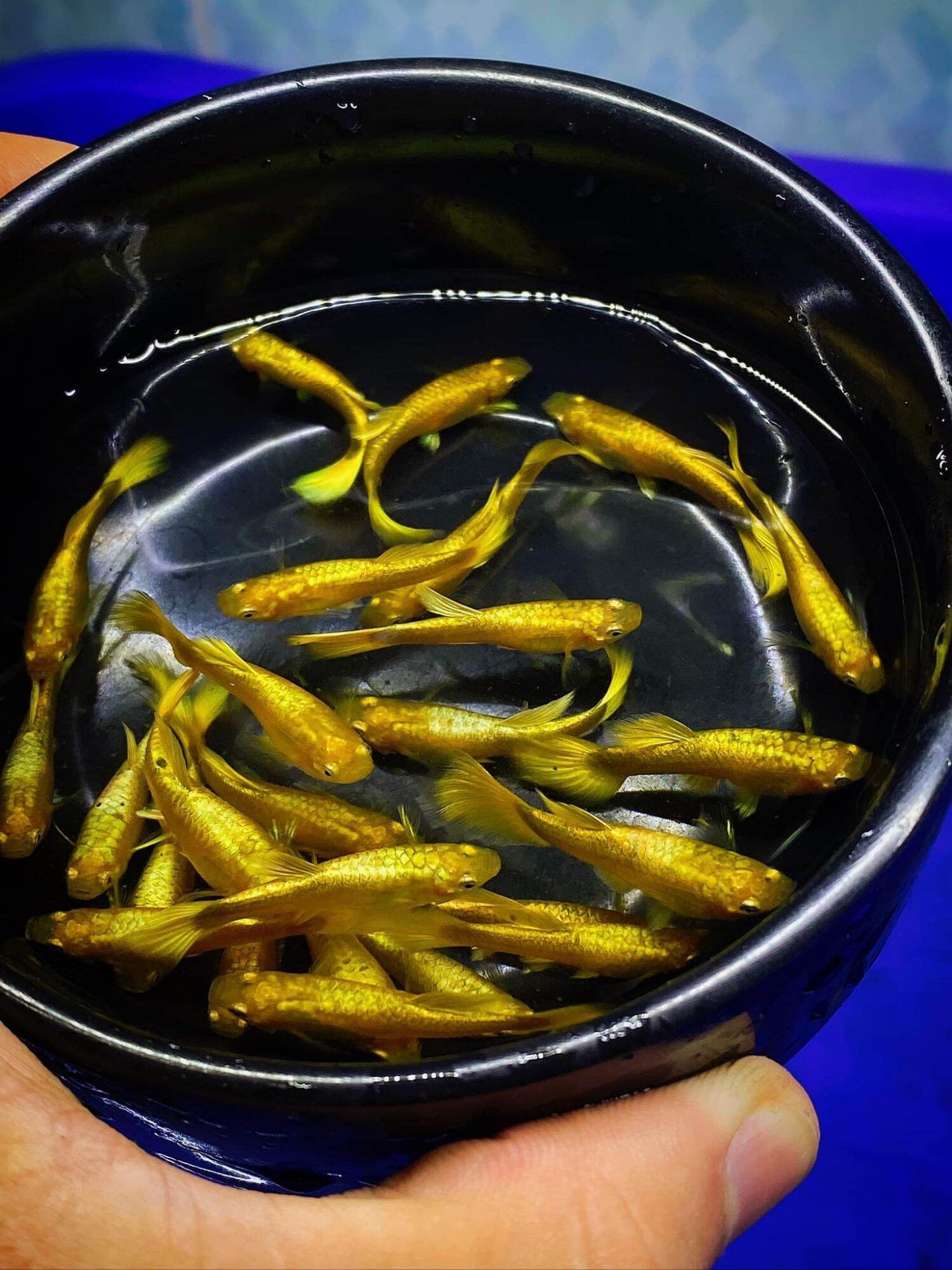 Full gold - guppy trang trí hồ