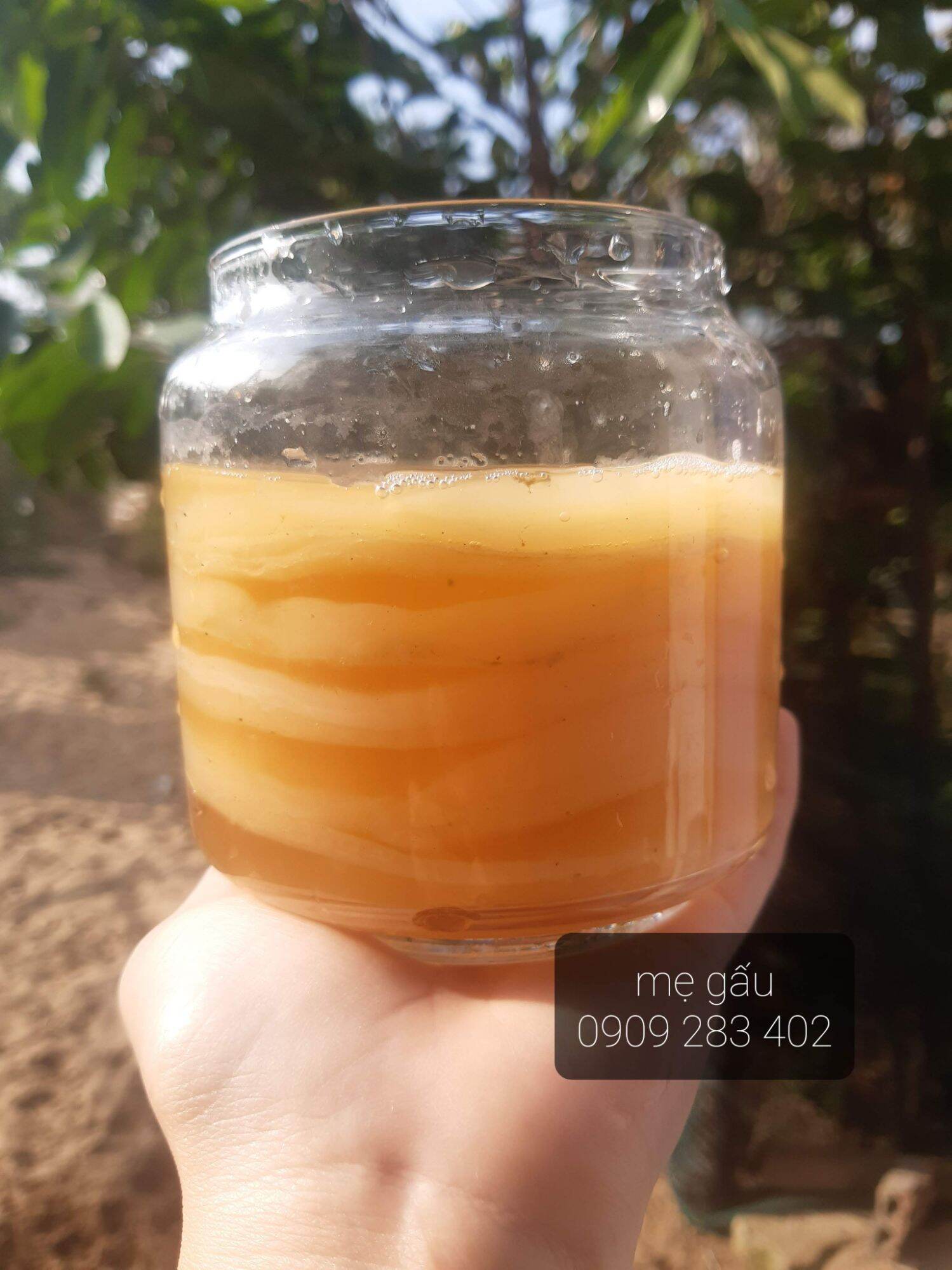 scoby kombucha, Scoby Kombucha  nấm thủy sâm, con giống làm trà kombucha, trà bất tử