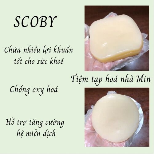 Nấm Kombucha/Thủy sâm/Thức uống tốt cho sức khỏe