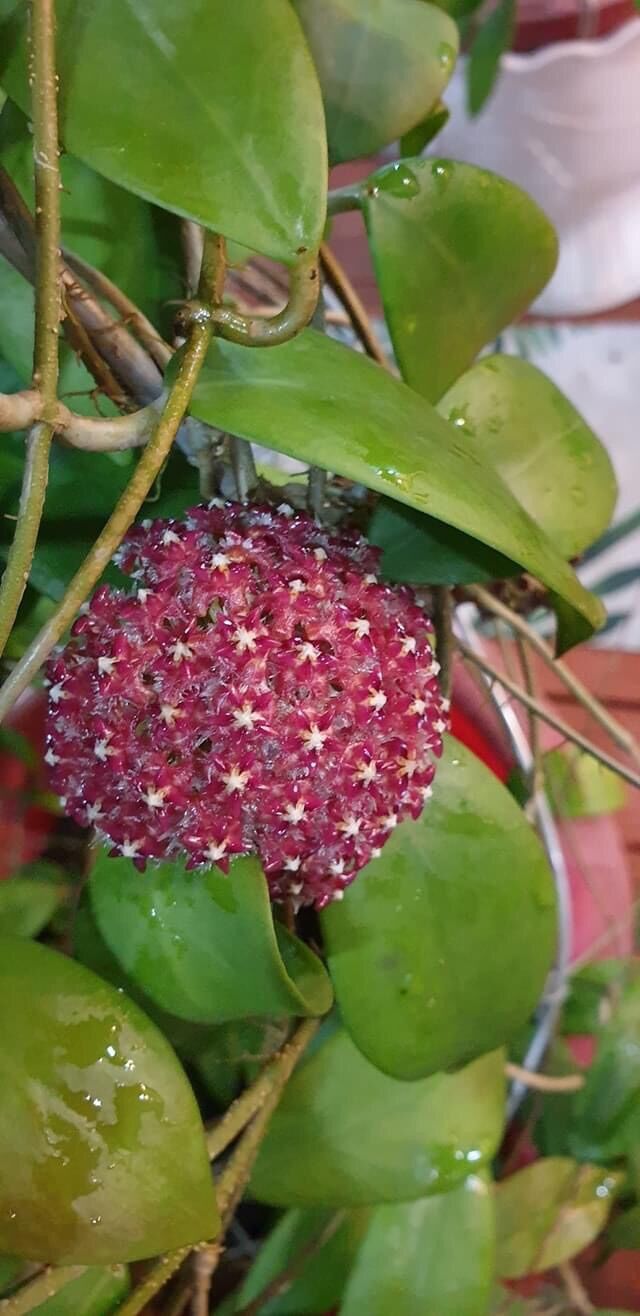 Cây giống lan Cẩm cù