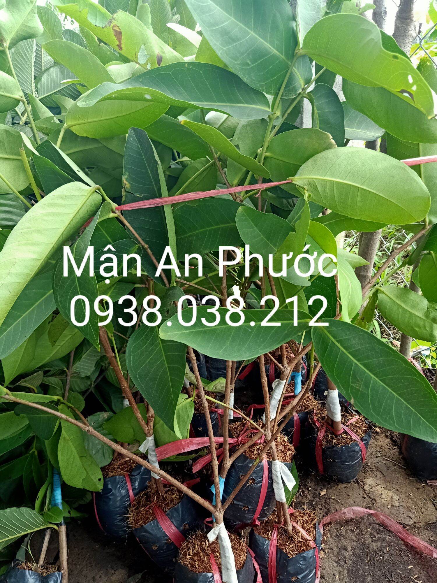 CÂY GIỐNG MẬN AN PHƯỚC / MẬN ROI ĐỎ