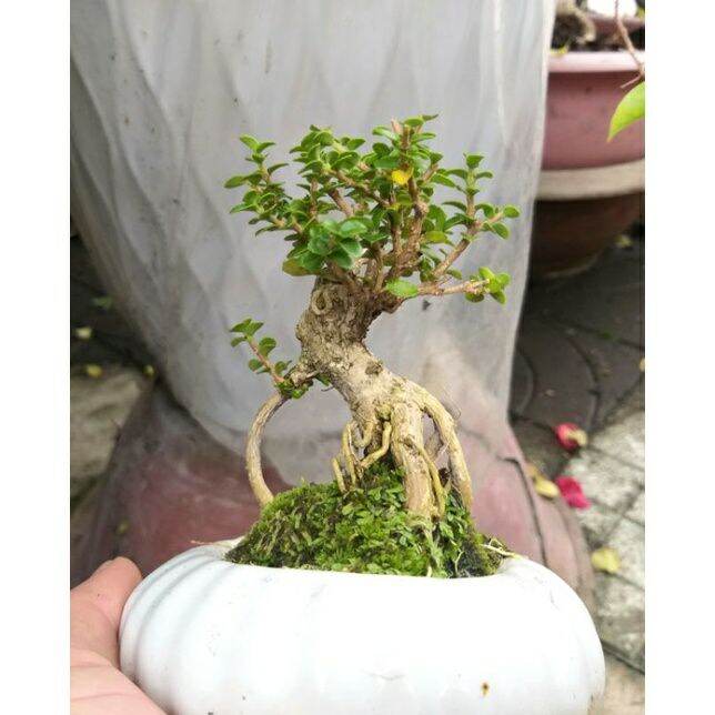 [HCM]Cây Sam hương mini để bàn Có chậu