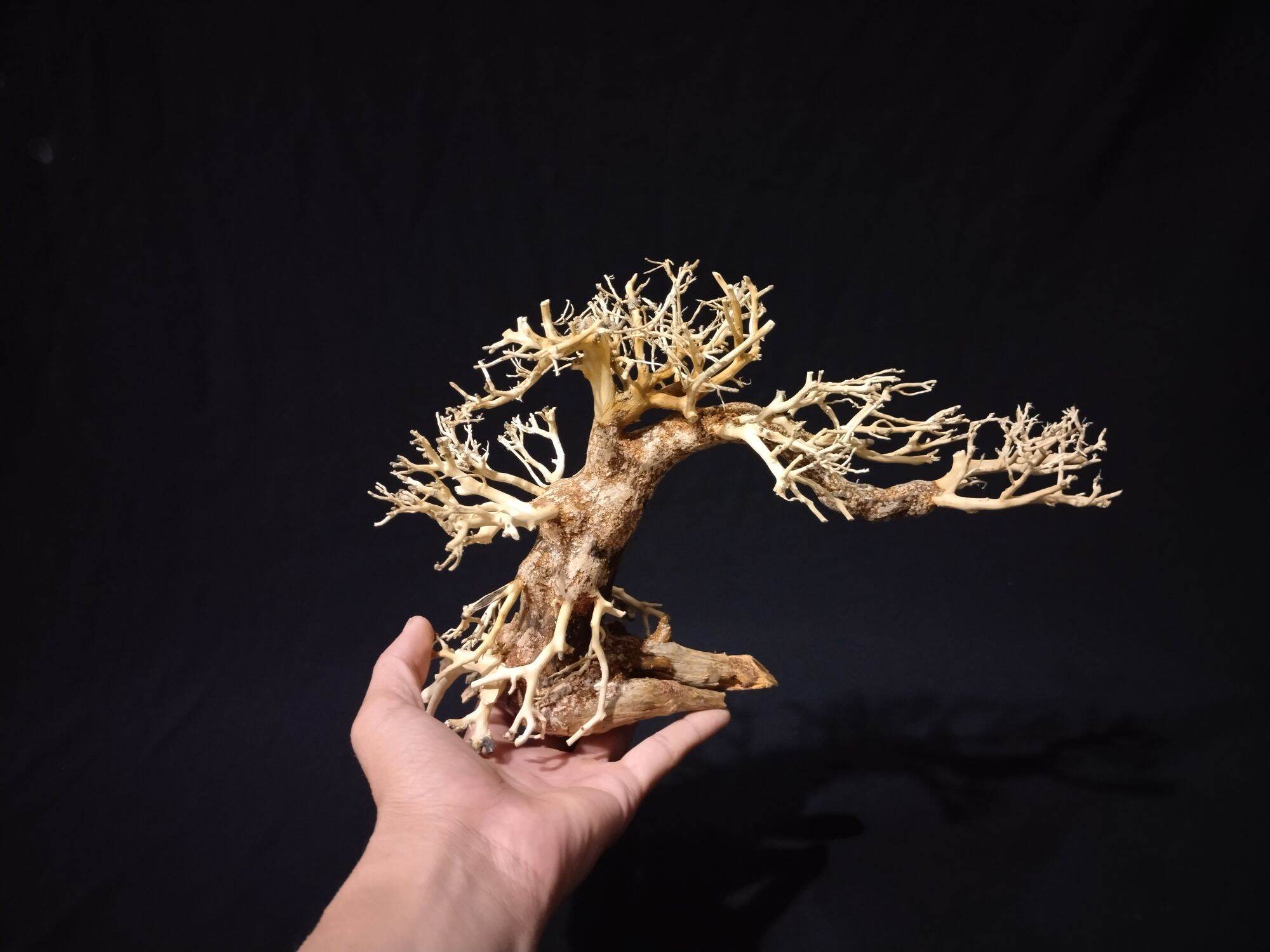 Lũa bonsai thủy sinh mini cho hồ cá 10 x 15 cm