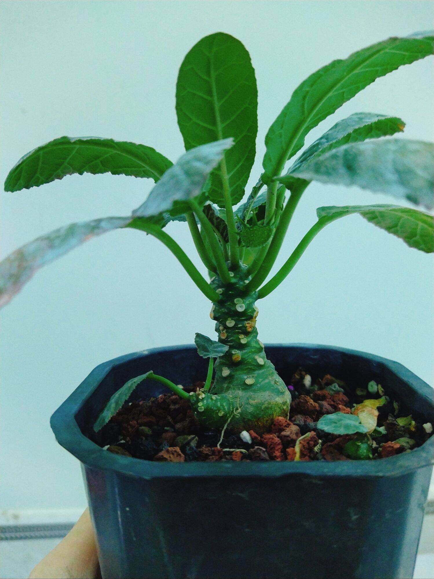 Cây Hoa Mặt Trời lá tròn gốc củ