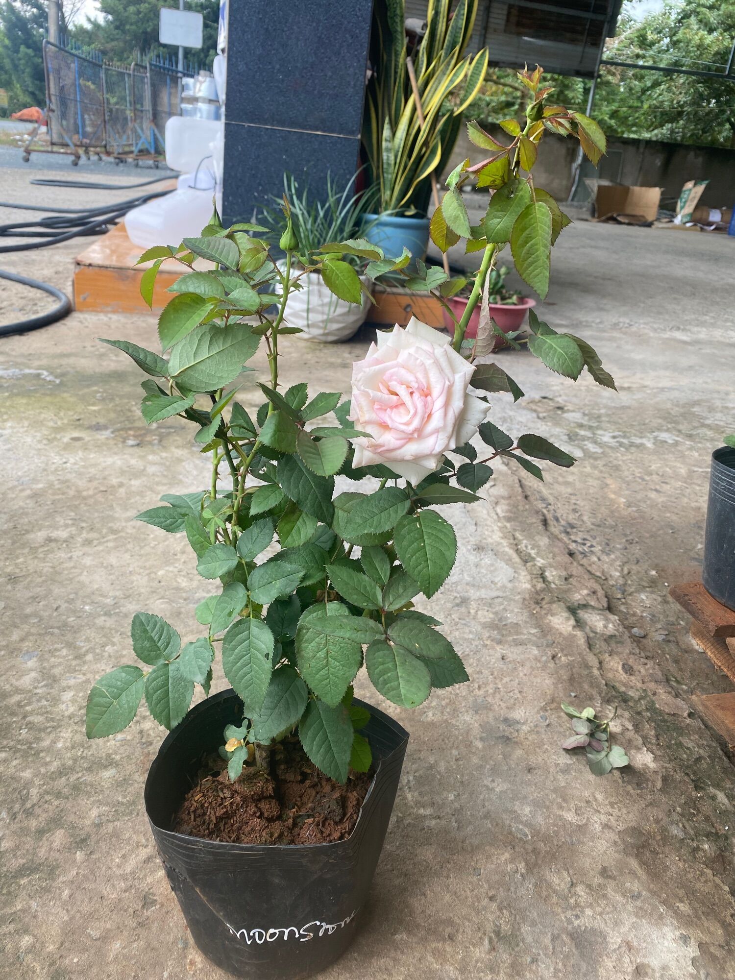 Hoa hồng Moonstone Rose - hoa màu hồng phấn