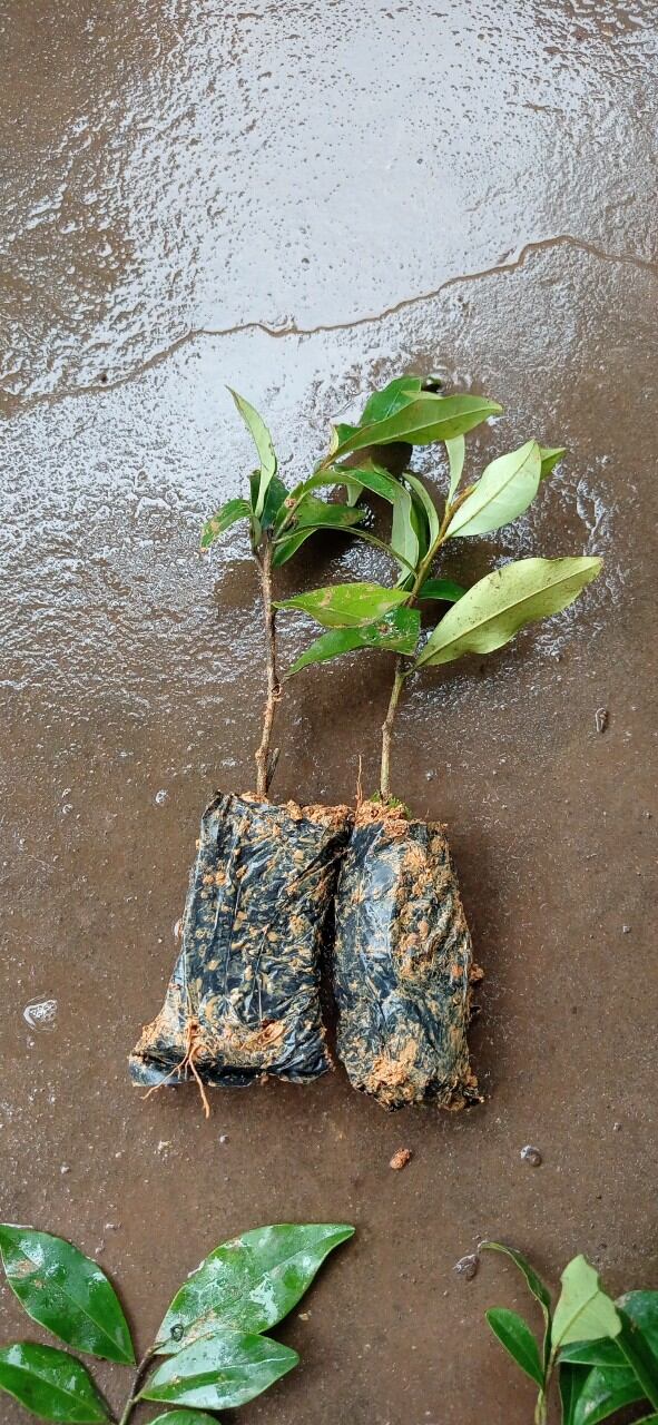 cây giống lan tiêu chuẩn ảnh