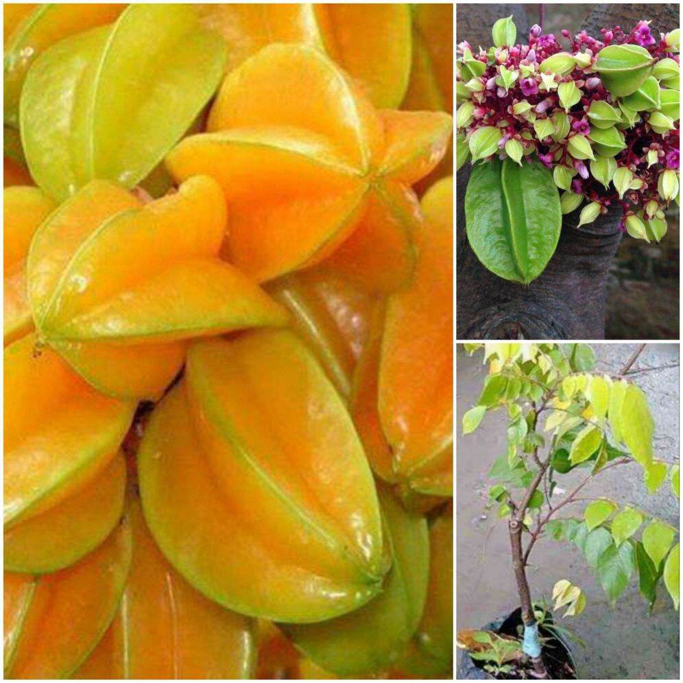 Cây giống khế ngọt. Cây khế ngọt trồng chậu làm cảnh cho trái quanh năm. Cây giống thân khỏe, rể ổn định, bầu to.cao từ 40cm