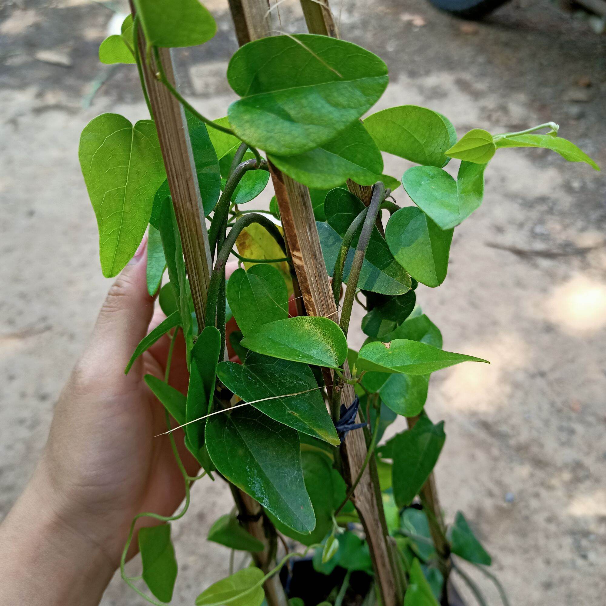 Chậu cây sương sâm trơn cây trưởng thành