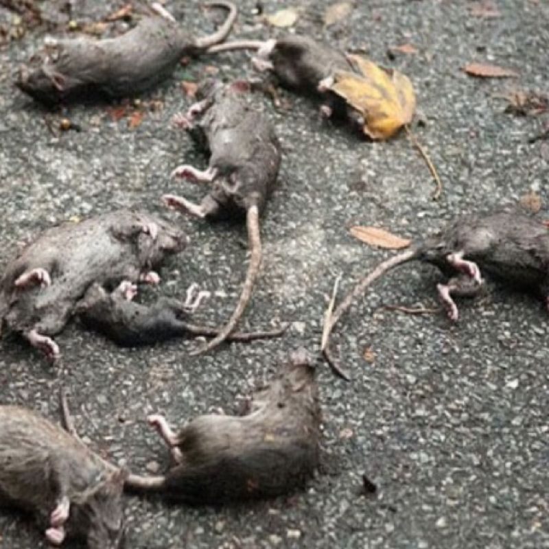 Rat Poison 🐁 🐁   Pre-Mixed Spirit of the Divine