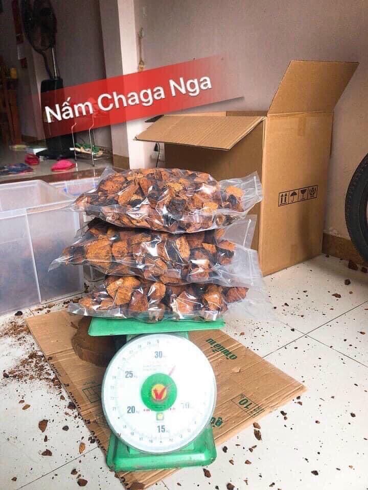 Nấm chaga nga 700k/kg