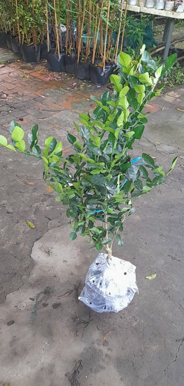 cây chúc hấp gà,tôm,cua.