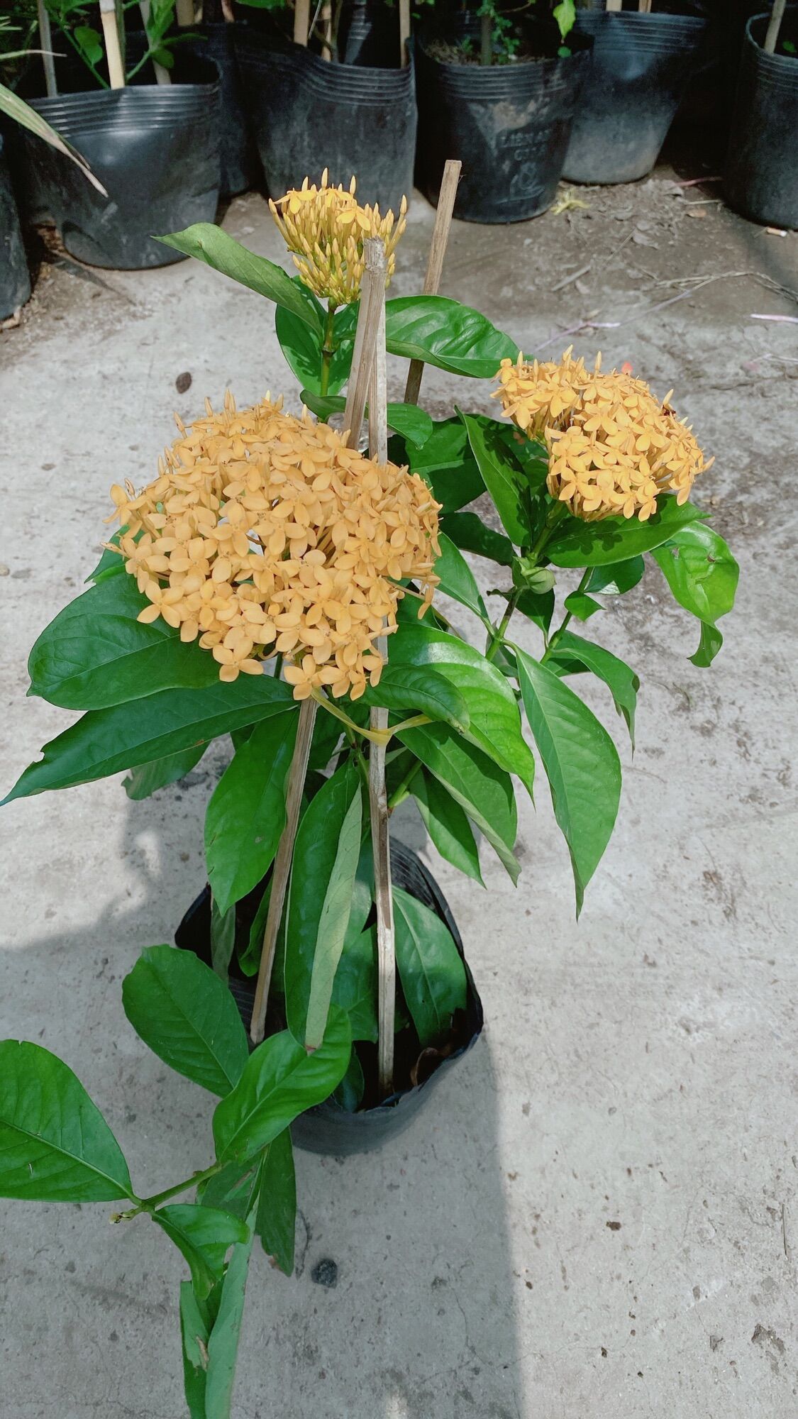 Cây Hoa Trang Mỹ Màu Vàng