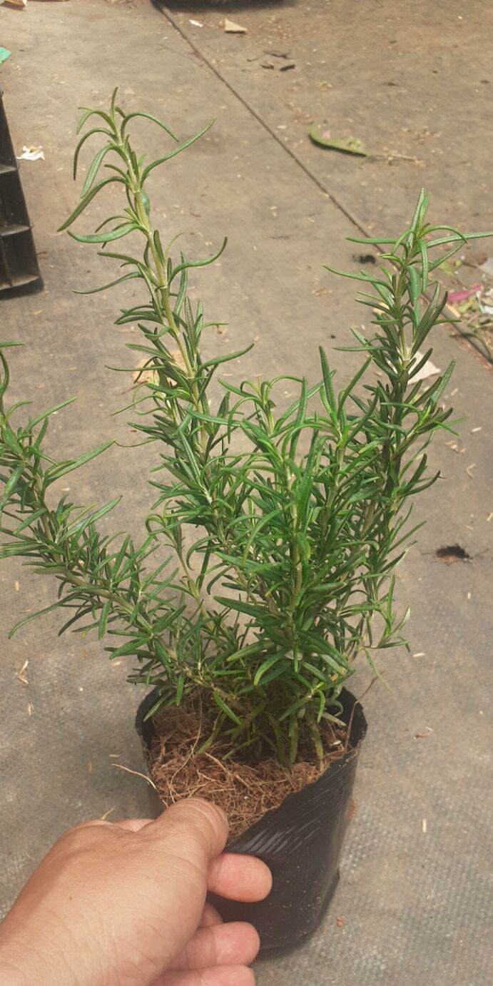 Cây hương thảo nhỏ