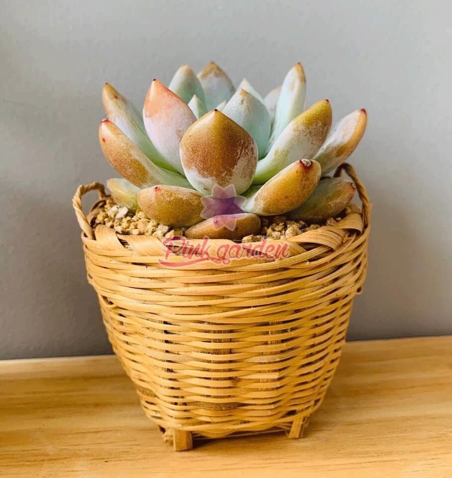 Chậu cần xé