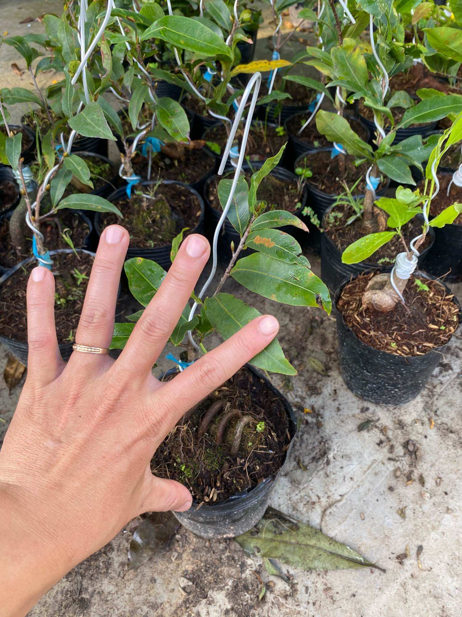 Combo 2 Mai ghép đại lộc