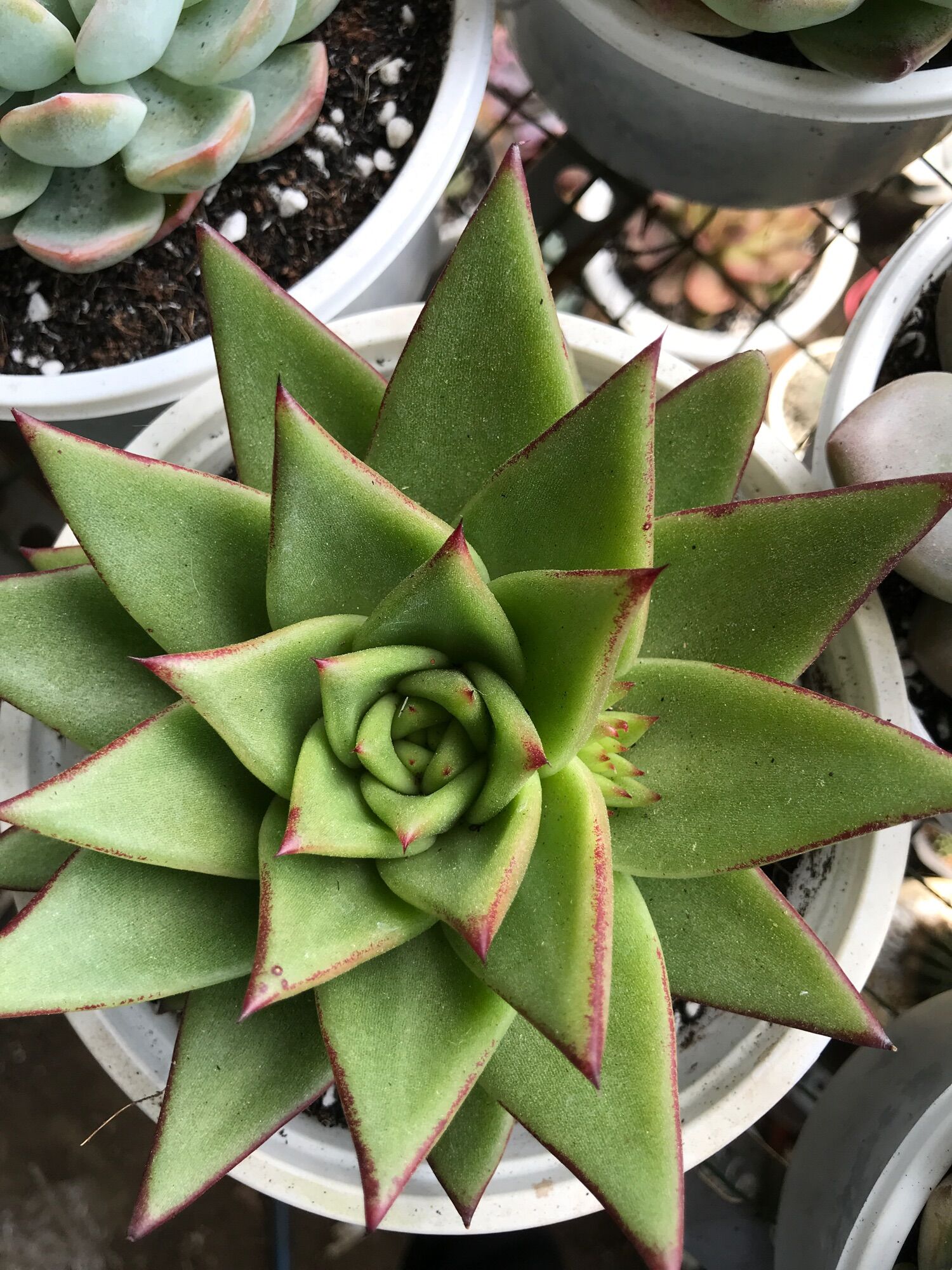 Sen đá vượt size tô 15cm đã thuần  giống mới