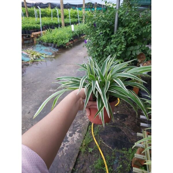 Cây Ngải Nàng Rù (Cỏ Lan Chi)(Cây đang rất đẹp)