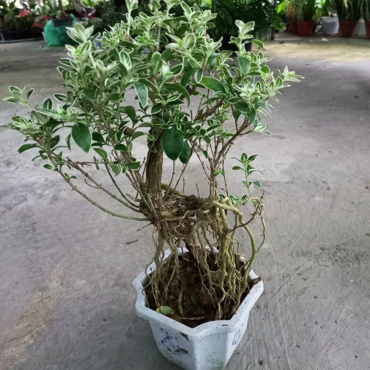 Cây Bạch Tuyết Mai Bonsai
