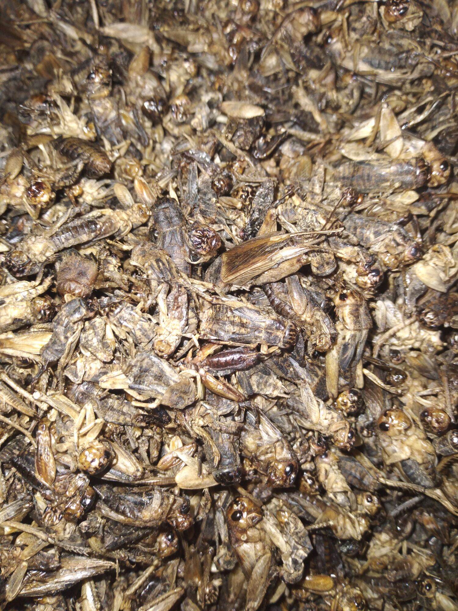 Dế sấy khô 100 gram thức ăn cho hamster. nhím kiểng. sóc kiểng....
