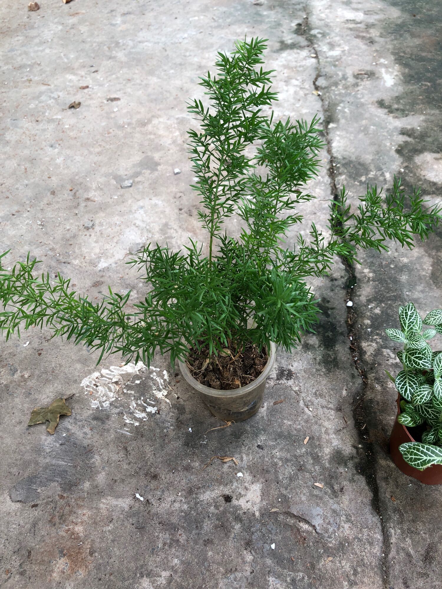 Cây tùng đuôi chồn/thiên môn đông chậu cỡ hình