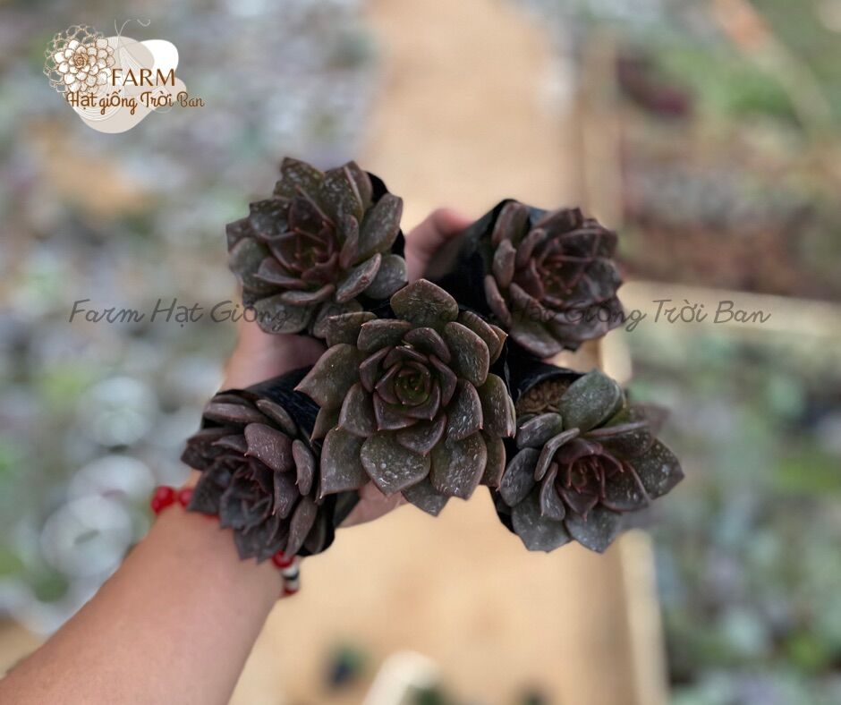 Combo 5 cây sen đá socola 😂 size bầu 5-7 cm 🥰🥰 xuất vườn đà lạt 🥰 đã thuần khí hậu 🥰 lỗi 1 đổi 1