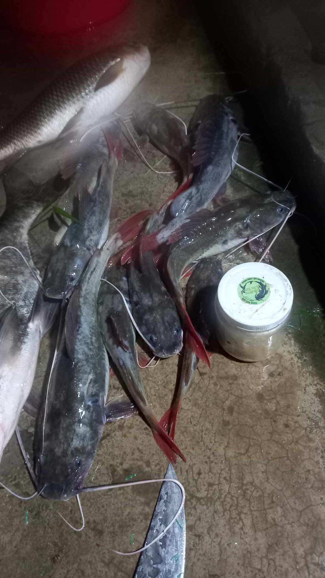 MỒI CHAO CÁ LĂNG CÁ DA TRƠN 500G