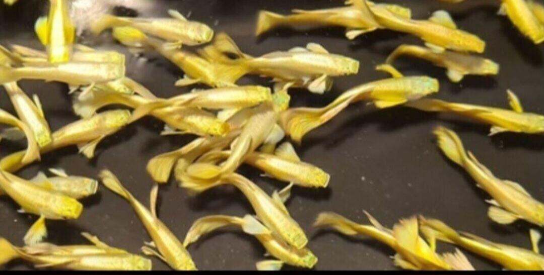 combo 10 cá 7 màu(4 Fulgoll +6 rồng tím) tặng gói thức ăn, bảo hành từ Huế vào Nam