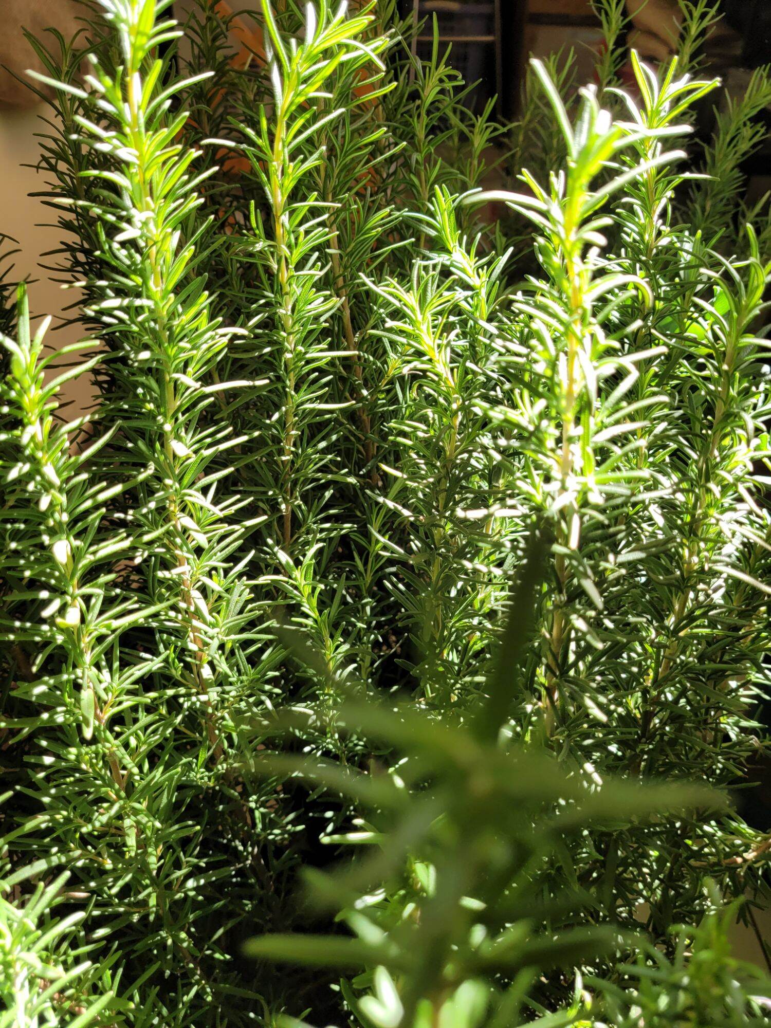 Cây hương thảo ( rosemary, cây cao 40 cm, khỏe, cây gia vị nấu ăn, món âu)