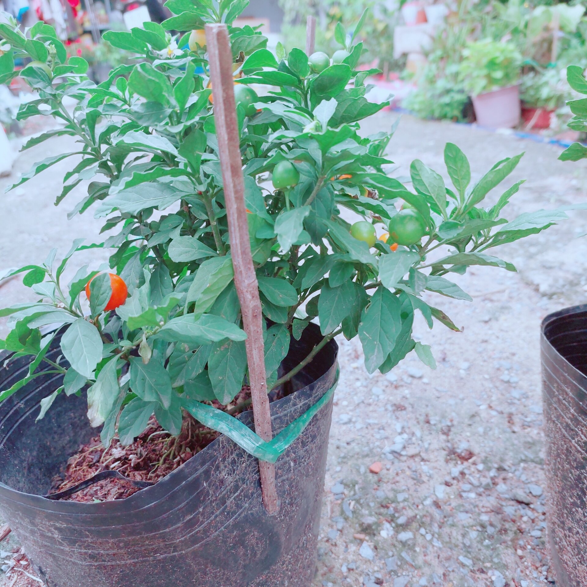 Ớt Cherry Cho Sai Trái