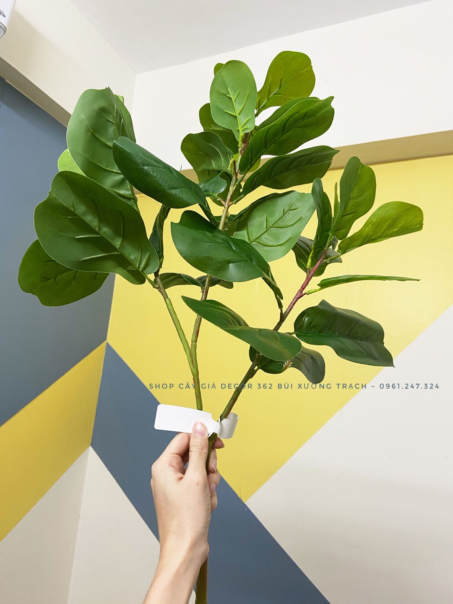 Cành bàng sing 75cm thân mảnh - 3 nhánh