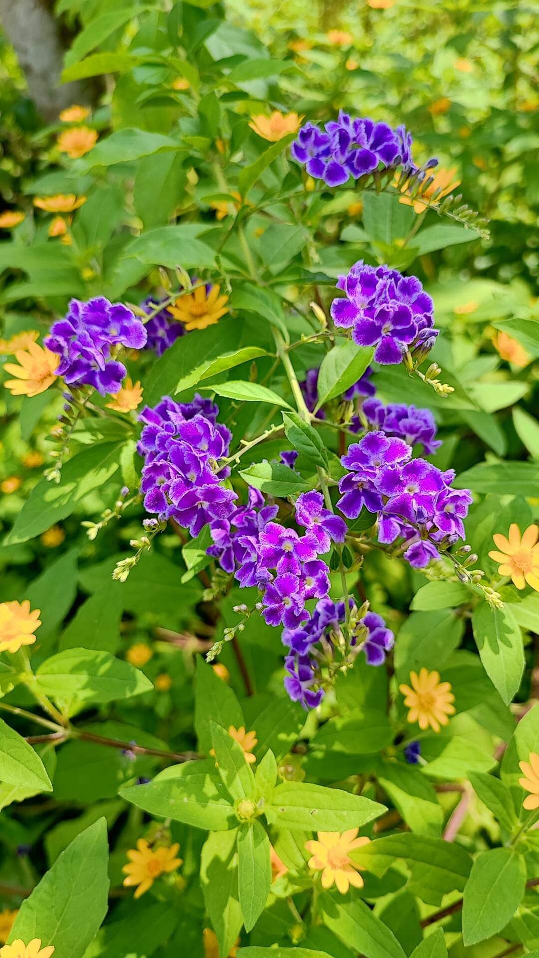 Sale cuối năm_ Cây giống Chuỗi Ngọc Tím_ Bong Garden_ Cây kiểng Sa Đéc
