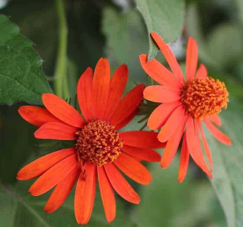 Cúc leo mexico cây giống.