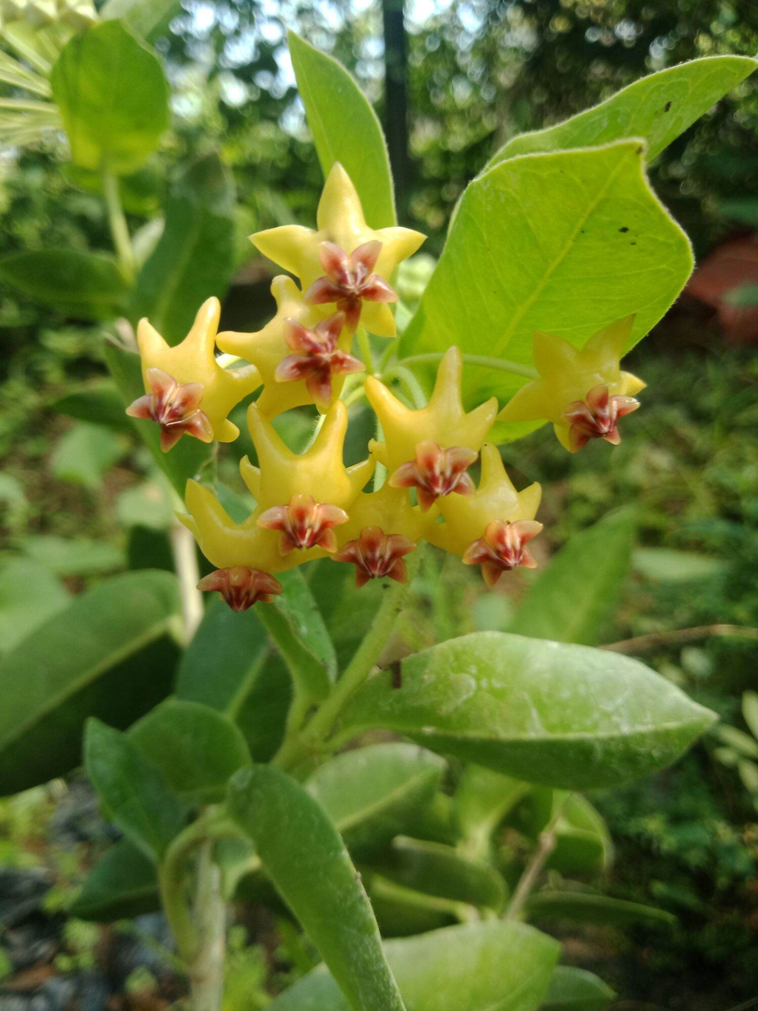 chậu hoa cẩm cù