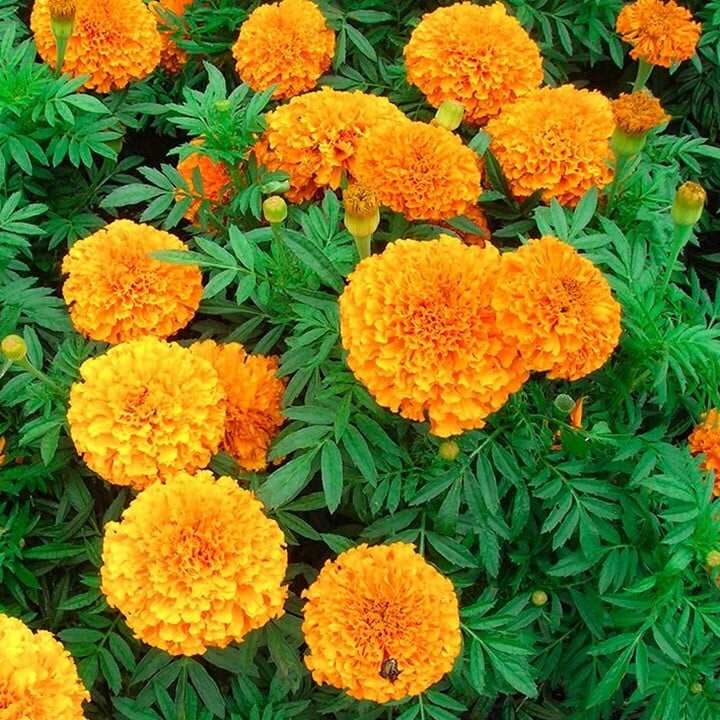 Hạt giống Hoa Vạn Thọ lùn