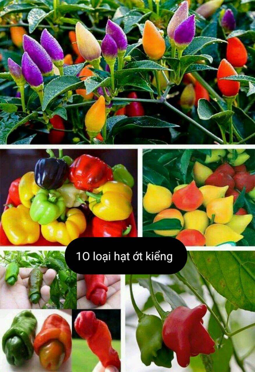 Hạt giống 10 loại hạt ớt kiểng