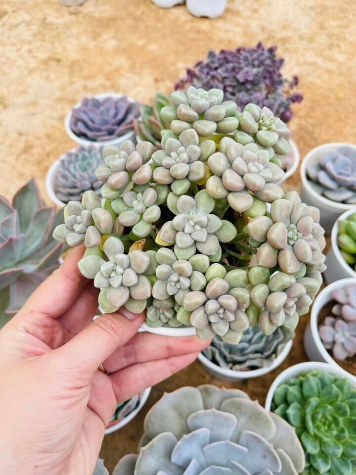 Sen đá kim tuyến cute size trung