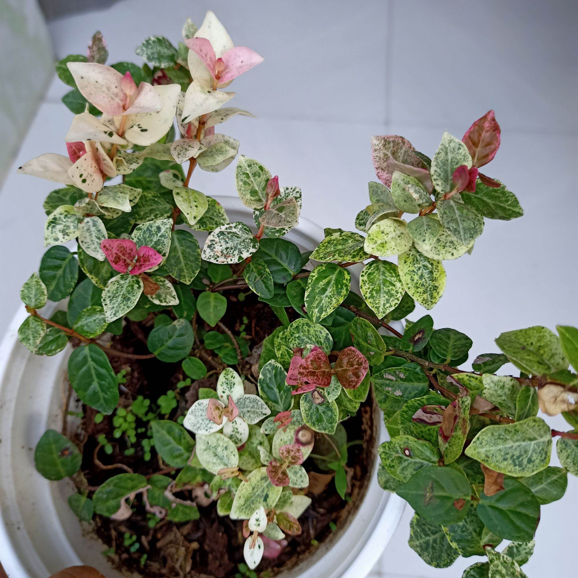 Chậu cây thằn lằn cẩm thạch, thằn lằn var. 