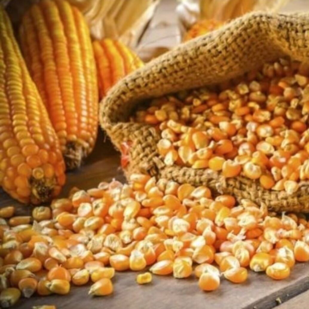 Cambo 5 Ký Ngô tẻ dùng làm thức ăn cho gà vịt chim lợn