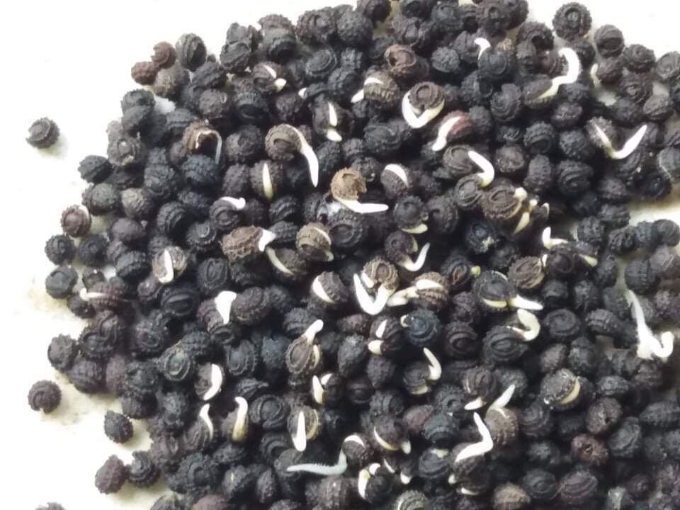 Gói 50 hạt giống sương sâm lông