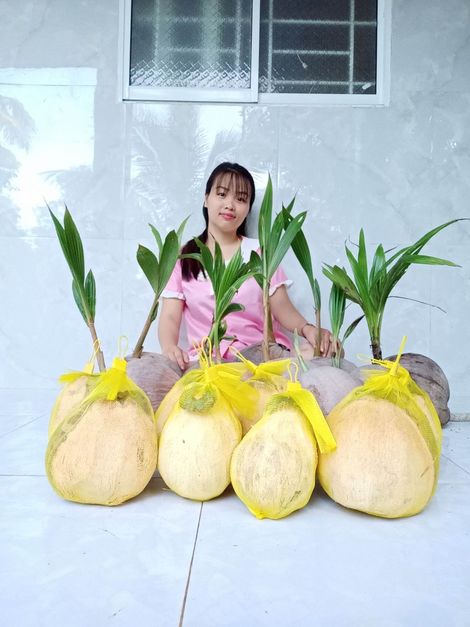 Cây Giống Dừa Sáp - Cầu Kè - Trà Vinh