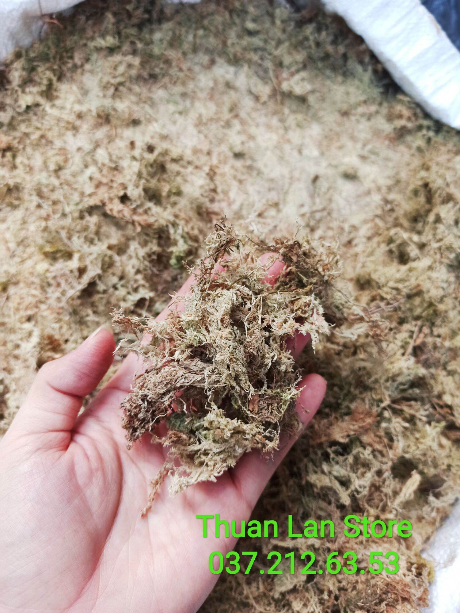 Gói 100g dớn trắng giữ ẩm tốt cho cây