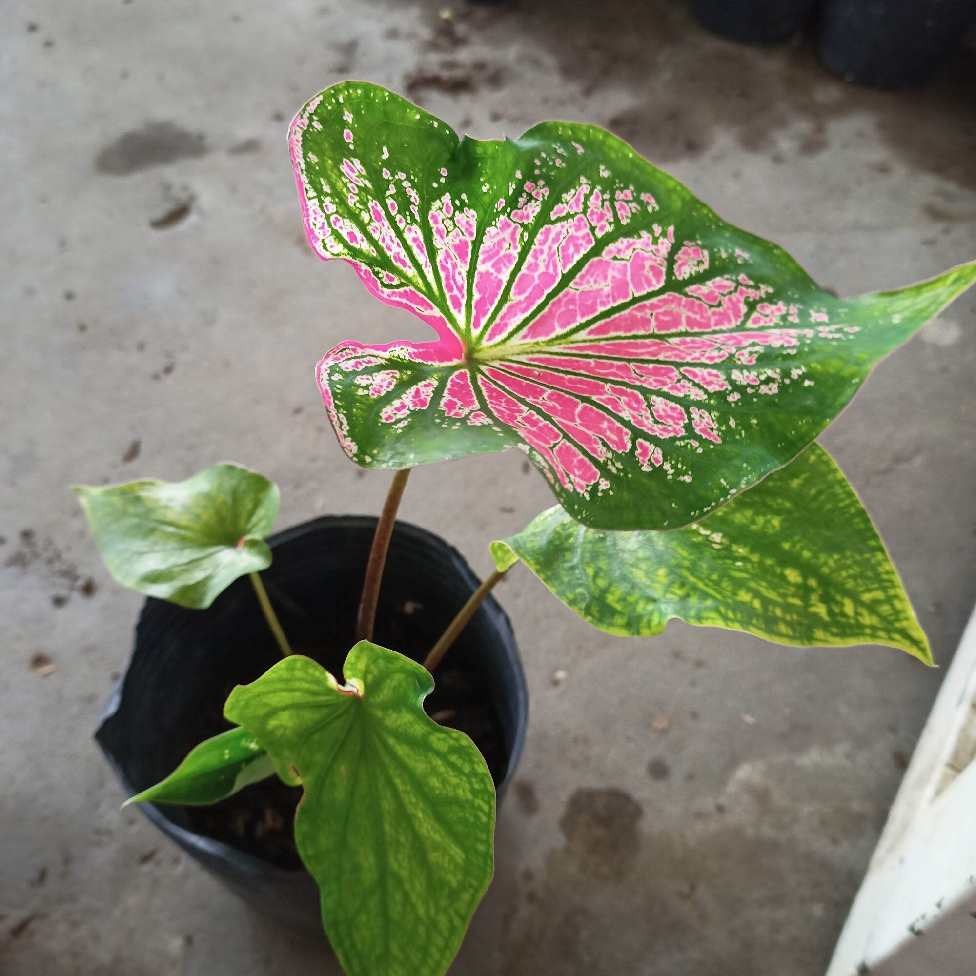 Củ môn thiên nga - thai beauty caladium