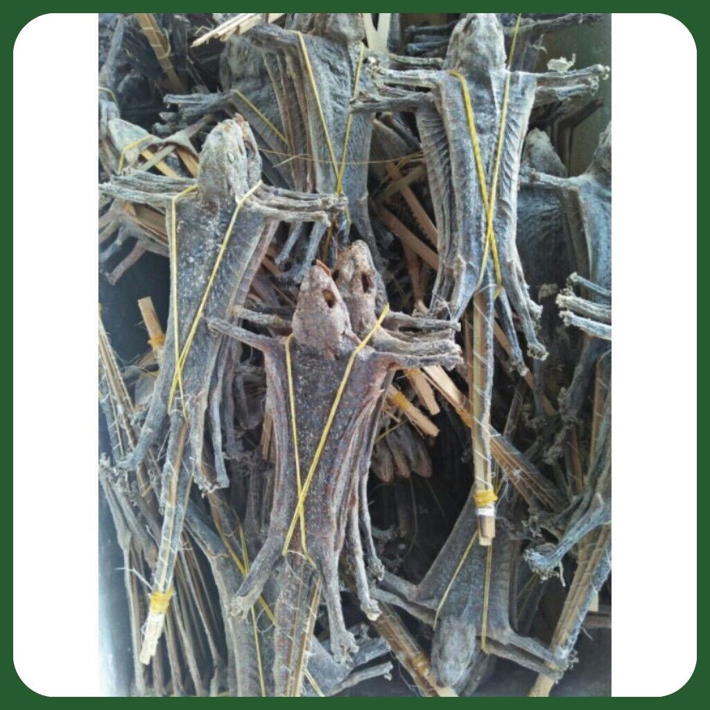 Tắc Kè Khô Size Trung Hàng Chuẩn Chất Lượng