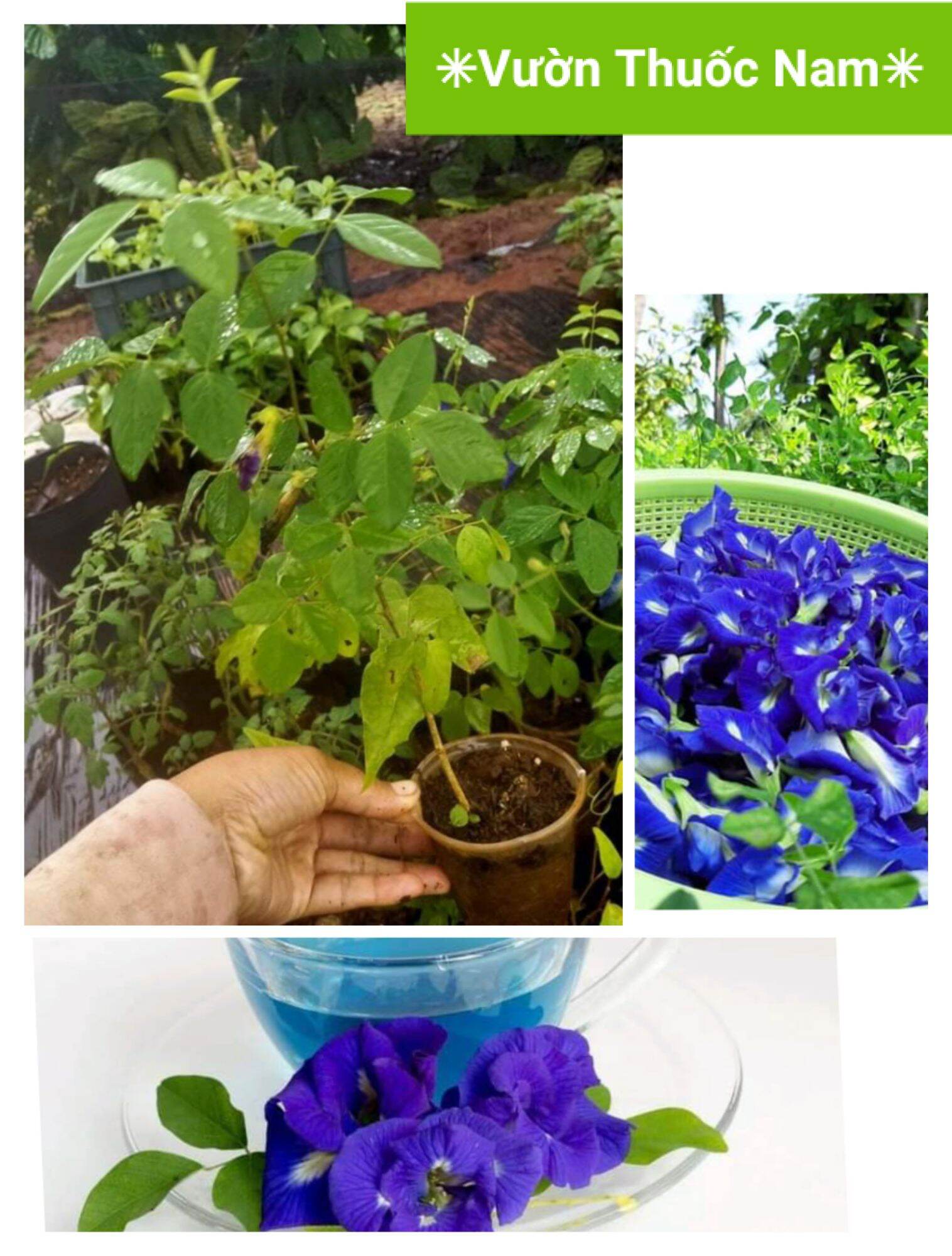 Cây giống hoa đậu biết cánh kép