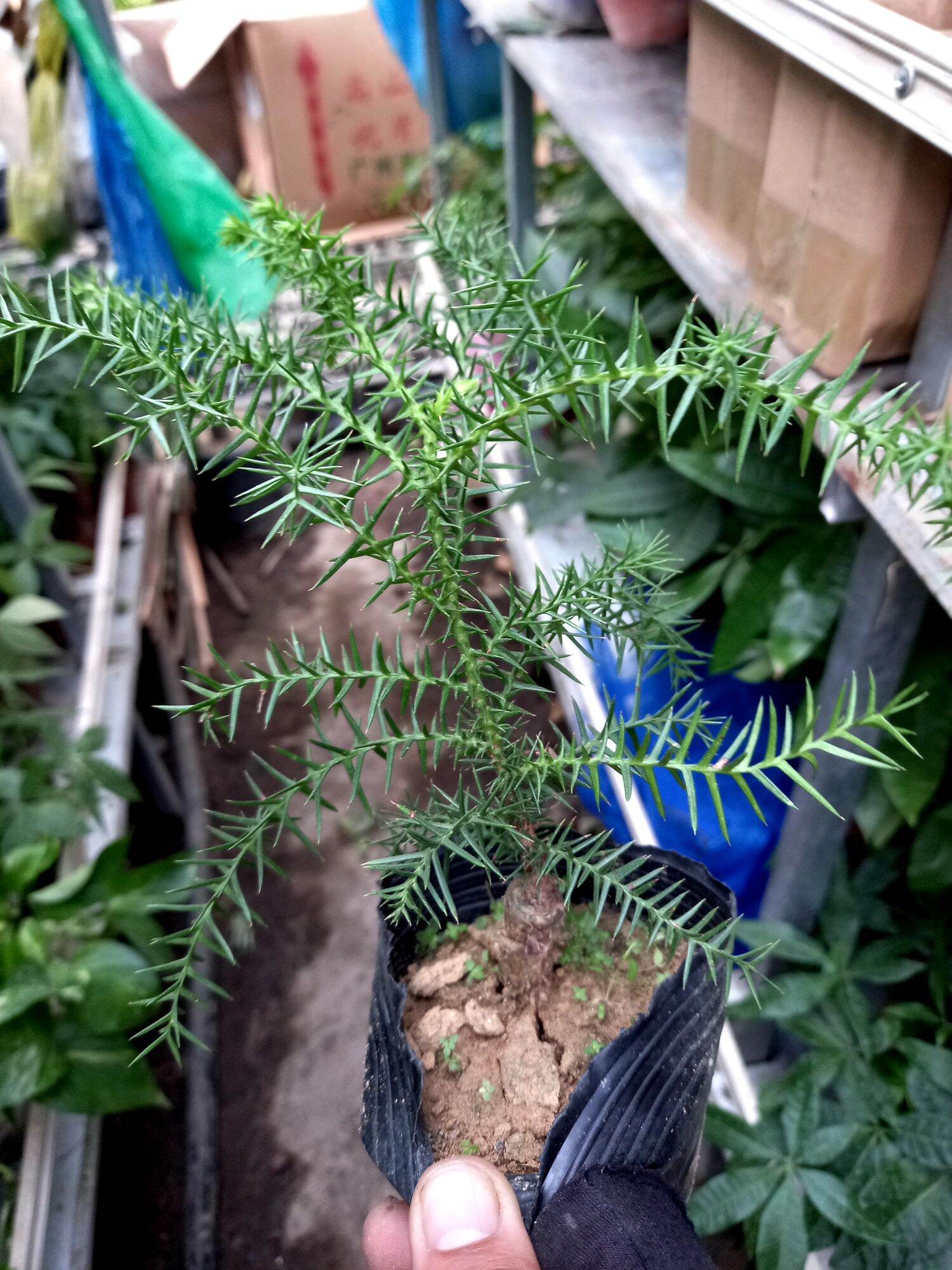 Cây tùng bồng lai