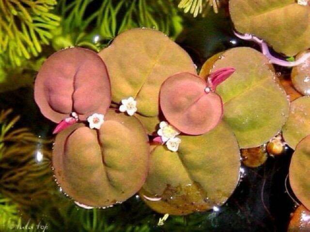 Bèo Rễ Đỏ Thủy Sinh